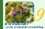 ดำน้ำเรือส่วนตัว เกาะรัง เกาะยักษ์เล็ก เกาะยักษ์ใหญ่