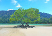 เกาะสุรินทร์ Full Day: จากเขาหลัก เกาะสุรินทร์ Full Day: จากเขาหลัก