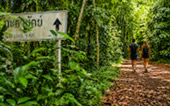 ต้นมะค่ายักษ์ อายุกว่า 500 ปี
