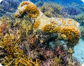 เกาะกูด Slow Island 4 วัน 3 คืน เกาะกูด Slow Island 4 วัน 3 คืน