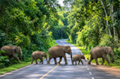 Forest Road