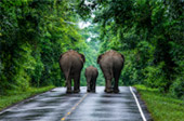 Forest Road