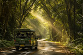 Forest Road