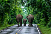 Forest Road
