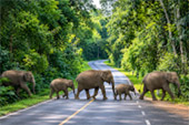 Forest Road