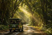 Forest Road