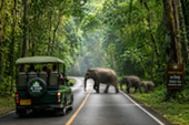 Forest Road