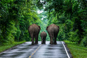 Forest Road