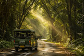Forest Road