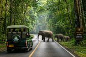 Forest Road