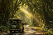 Forest Road