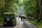 Forest Road