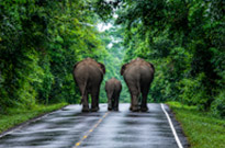Forest Road