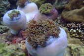 Radiate 4 คืน 5 วัน :หาดใหญ่ เบตง หลีเป๊ะ
