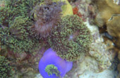 Lipe Concerns: สวยสุดที่น้ำตื้น เกาะหลีเป๊ะ