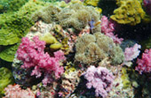 Lipe Concerns: สวยสุดที่น้ำตื้น เกาะหลีเป๊ะ