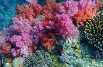 Lipe Concerns: สวยสุดที่น้ำตื้น เกาะหลีเป๊ะ