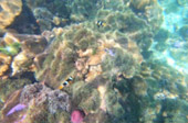 Lipe Concerns: สวยสุดที่น้ำตื้น เกาะหลีเป๊ะ
