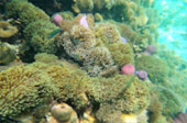 Lipe Concerns: สวยสุดที่น้ำตื้น เกาะหลีเป๊ะ