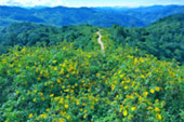 Flowers on Hight 1600