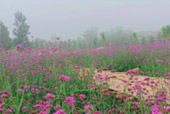 ORT เกลือ น้ำตาล น้ำ ค้นพบ สำรวจให้ตะลึง เขาค้อ เชียงคาน 3 วัน 2 คืน