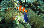 The sea you dream of ภูเก็ต 3 วัน 2 คืน