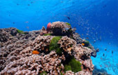 The sea you dream of ภูเก็ต 3 วัน 2 คืน