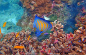 The sea you dream of ภูเก็ต 3 วัน 2 คืน