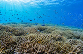Snorkeling and Beach Activities