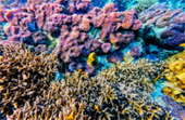 Snorkeling and Beach Activities