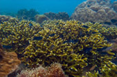 เกาะซาลิ  - Snorkel Spots