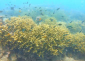 Least Effect: 3 วัน 2 คืน เกาะลันตา เกาะรอก เกาะกระดาน